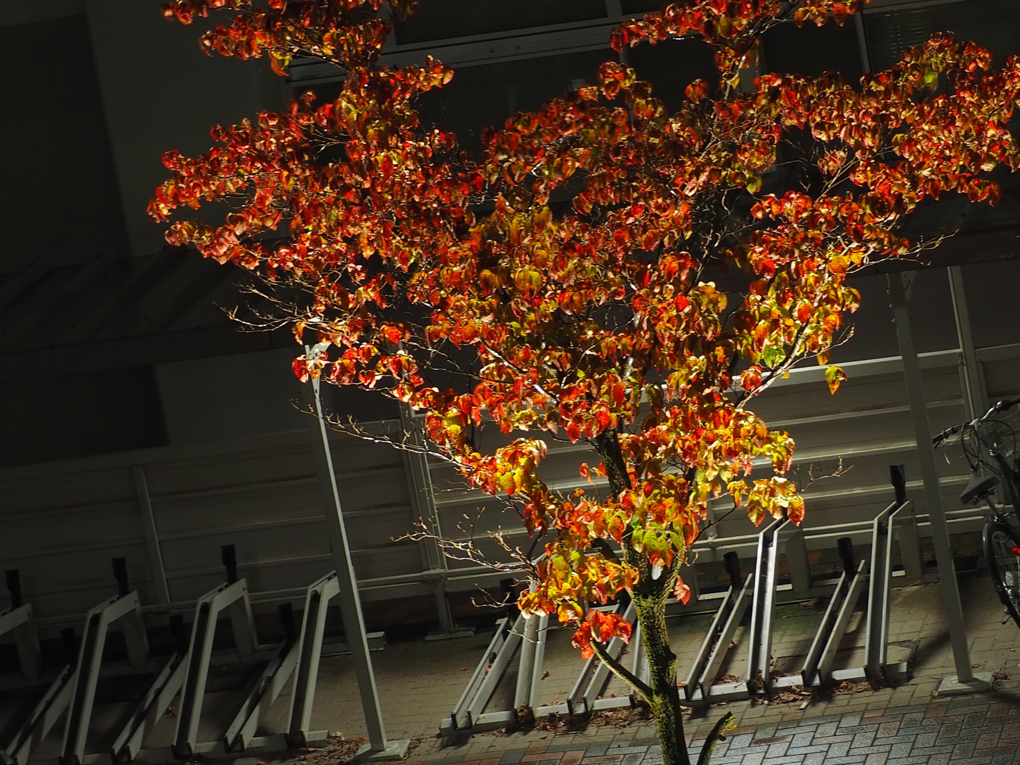 OLIMPUS OM-D E-M10 MarkⅢで撮影